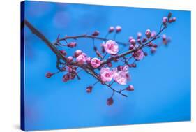 Sakura Starts to Bloom in Pink-ingaj-Stretched Canvas