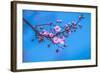 Sakura Starts to Bloom in Pink-ingaj-Framed Photographic Print