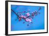 Sakura Starts to Bloom in Pink-ingaj-Framed Photographic Print