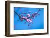 Sakura Starts to Bloom in Pink-ingaj-Framed Photographic Print