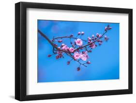 Sakura Starts to Bloom in Pink-ingaj-Framed Photographic Print