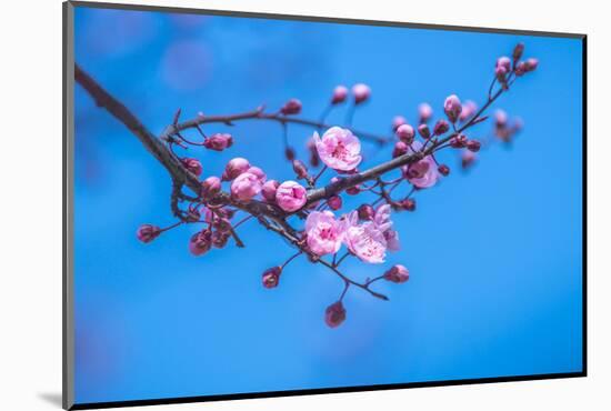 Sakura Starts to Bloom in Pink-ingaj-Mounted Photographic Print