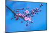 Sakura Starts to Bloom in Pink-ingaj-Mounted Photographic Print