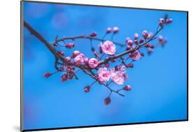 Sakura Starts to Bloom in Pink-ingaj-Mounted Photographic Print