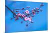 Sakura Starts to Bloom in Pink-ingaj-Mounted Photographic Print