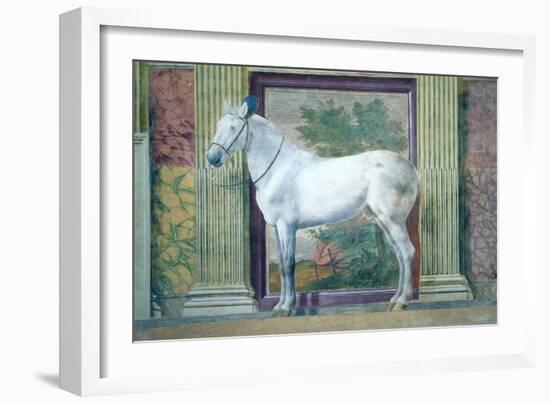 Sala Dei Cavalli, Detail Showing Portrait of a Grey Horse from the Stables of Ludovico Gonzaga III-Giulio Romano-Framed Giclee Print