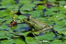 Green Bullfrog-salajean-Photographic Print