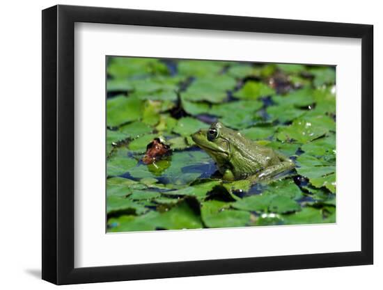 Premium Photographic Print, , large