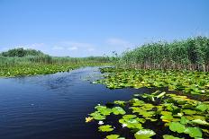 Swamp Vegetation in the Danube Delta-salajean-Photographic Print