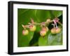 Salal berries-Jamie & Judy Wild-Framed Photographic Print