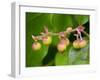 Salal berries-Jamie & Judy Wild-Framed Photographic Print