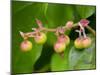 Salal berries-Jamie & Judy Wild-Mounted Photographic Print