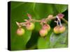 Salal berries-Jamie & Judy Wild-Stretched Canvas