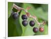 Salal berries-Jamie & Judy Wild-Framed Photographic Print