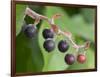 Salal berries-Jamie & Judy Wild-Framed Photographic Print