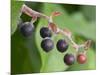Salal berries-Jamie & Judy Wild-Mounted Photographic Print