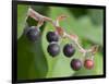 Salal berries-Jamie & Judy Wild-Framed Photographic Print