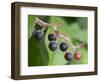 Salal berries-Jamie & Judy Wild-Framed Photographic Print