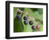 Salal berries-Jamie & Judy Wild-Framed Photographic Print