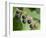 Salal berries-Jamie & Judy Wild-Framed Photographic Print