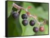 Salal berries-Jamie & Judy Wild-Framed Stretched Canvas