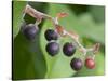 Salal berries-Jamie & Judy Wild-Stretched Canvas