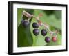 Salal berries-Jamie & Judy Wild-Framed Photographic Print