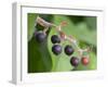 Salal berries-Jamie & Judy Wild-Framed Photographic Print