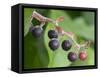Salal berries-Jamie & Judy Wild-Framed Stretched Canvas