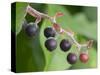 Salal berries-Jamie & Judy Wild-Stretched Canvas