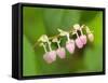 Salal flowers-Jamie & Judy Wild-Framed Stretched Canvas