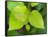 Salal leaves-Jamie & Judy Wild-Framed Stretched Canvas