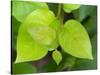 Salal leaves-Jamie & Judy Wild-Stretched Canvas