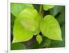 Salal leaves-Jamie & Judy Wild-Framed Photographic Print