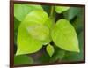 Salal leaves-Jamie & Judy Wild-Framed Photographic Print