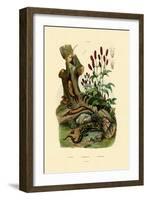 Salamander, 1833-39-null-Framed Giclee Print