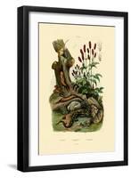 Salamander, 1833-39-null-Framed Giclee Print