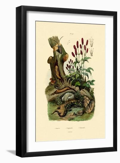 Salamander, 1833-39-null-Framed Giclee Print