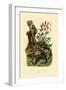 Salamander, 1833-39-null-Framed Giclee Print