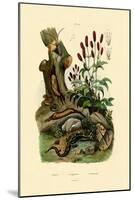 Salamander, 1833-39-null-Mounted Giclee Print