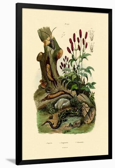 Salamander, 1833-39-null-Framed Giclee Print