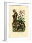 Salamander, 1833-39-null-Framed Giclee Print