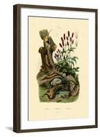 Salamander, 1833-39-null-Framed Giclee Print