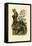 Salamander, 1833-39-null-Framed Stretched Canvas