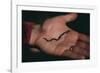 Salamander Resting in the Palm of a Hand-DLILLC-Framed Photographic Print