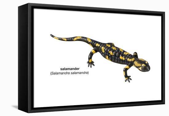 Salamander (Salamandra Salamandra), Amphibians-Encyclopaedia Britannica-Framed Stretched Canvas