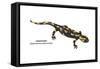 Salamander (Salamandra Salamandra), Amphibians-Encyclopaedia Britannica-Framed Stretched Canvas