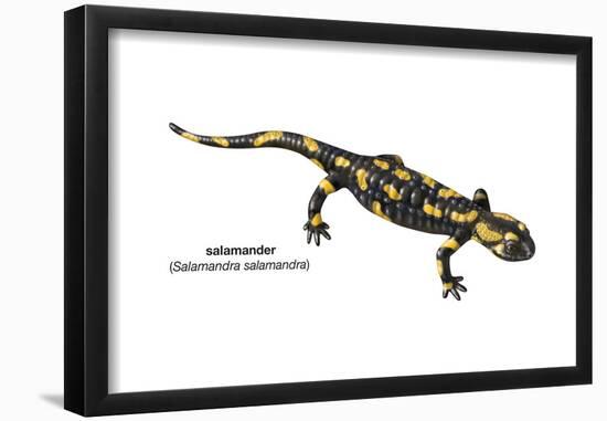 Salamander (Salamandra Salamandra), Amphibians-Encyclopaedia Britannica-Framed Poster