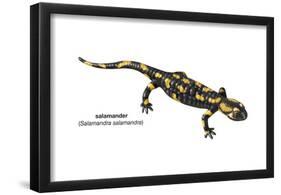 Salamander (Salamandra Salamandra), Amphibians-Encyclopaedia Britannica-Framed Poster