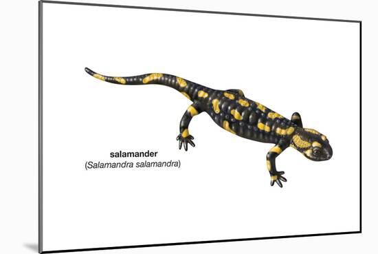 Salamander (Salamandra Salamandra), Amphibians-Encyclopaedia Britannica-Mounted Poster